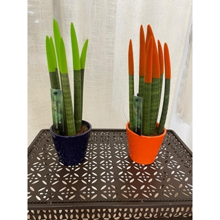 Planta Sansevieria Cylindrica - Imagen 2